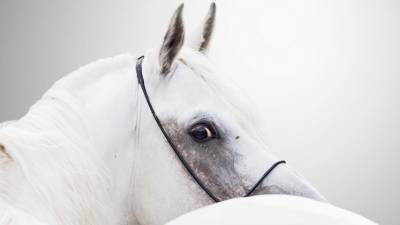 Domaine équestre aux équipemets complets