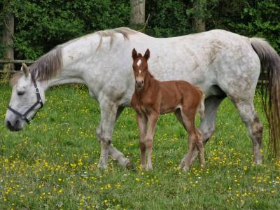 Cessation d’élevage - poulinière 