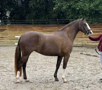 Mare French Saddle Pony For sale 2020 Liver chestnut