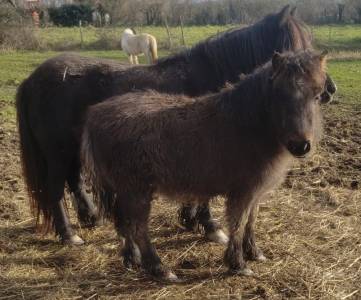 Pouetpouet d'arquetan