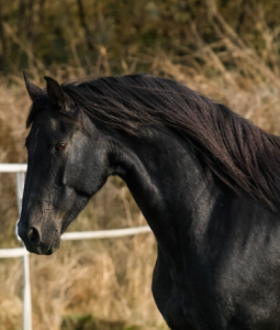 Magnifique jeune étalon frison
