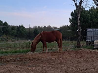 Gelding New Forest For sale 2022 Chesnut