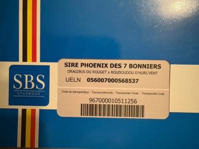 Poney par roudoudou d’hurl’vent x dragibus du rouget