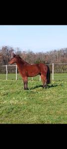 Castrone pre andaluso in vendita 2007 baio