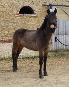 Mare French Saddle Pony For sale 2022 Buckskin