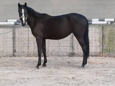 Cavalla Zangersheide In vendita 2023 Nero ,  Querido VG Z