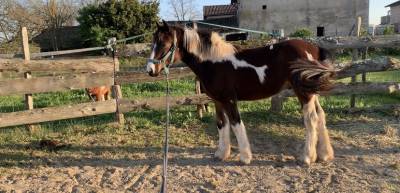 Veulen (ml) Connemara Te koop 2025 Bont