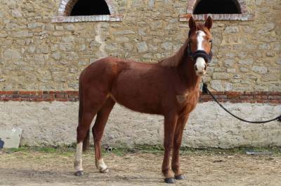 Merrie Franse rijpony PFS Te koop 2022 Vos ,  Goldwyn d&rsquo;embets