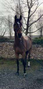 Gelding Zangersheide For sale 2014 Bay
