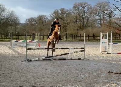 Gelding origin recorded for sale 2021 chesnut