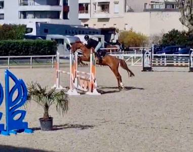 Ruin bekend ras te koop 2021 vos