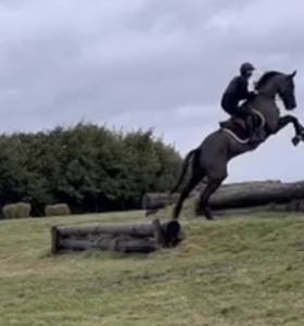 Yegua Silla Franc&eacute;s En venta 2017 Negro por Toto Jr