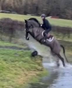 Yegua silla francés en venta 2017 negro por toto jr