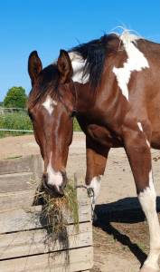 Stallone zangersheide in vendita 2024 pezzato