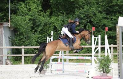 Mare New Forest For sale 2013 Bay