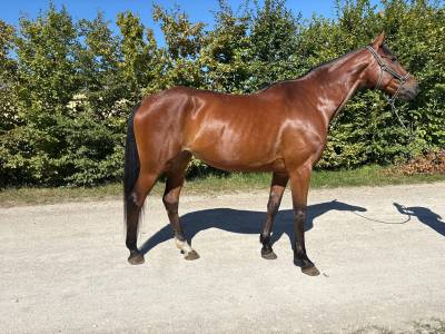 Cavalla sella francese in vendita 2019 baio