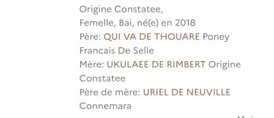 Merrie Bekend ras Te koop 2018 Donker bruin / bai