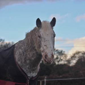 Demi pension - adaggio