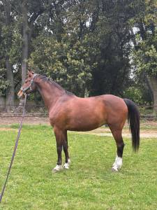 Hongre - oc - 13 ans - dressage / polyvalent - france