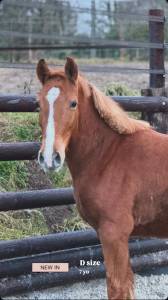 Ponette 7 ans taille d 