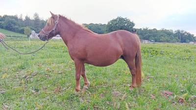 Draagmerrie Pottok Te koop 2011 Vos ,  NORDA