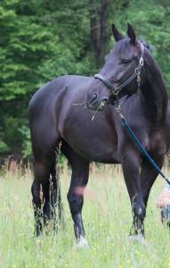 Cheval maître d’école 