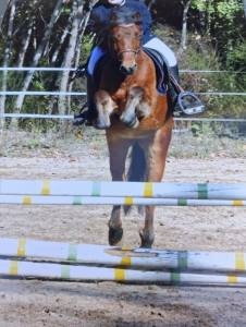 Ruin Welsh Pony (Section B) Te koop 2021 Donker bruin / bai