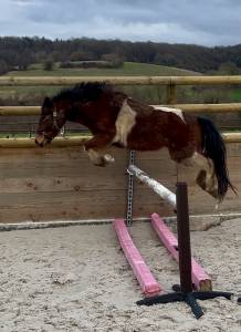 Gelding Pottok  For loan 2021 Coloured