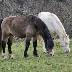 Hengst Welsh Pony (Section C) Te koop 2023 Donker bruin / bai