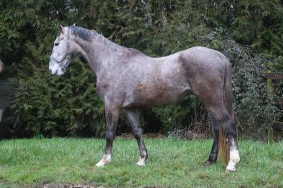 Gelding origin recorded for sale 2022 grey
