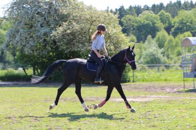 Cheval à confier/à vendre