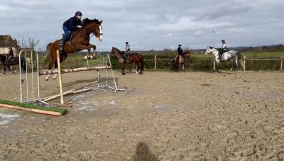 Hongre selle français 