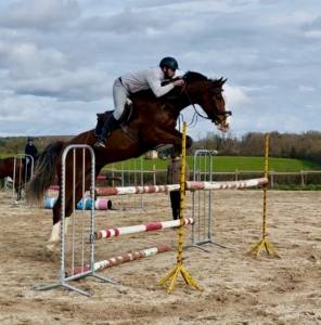 Gelding saddle horse for sale 2020 bay