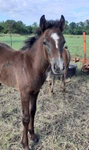 Filly Connemara For sale 2024 Grey