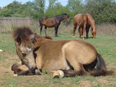 Veulen (ml) Welsh Partbred Te koop 2025 Isabel