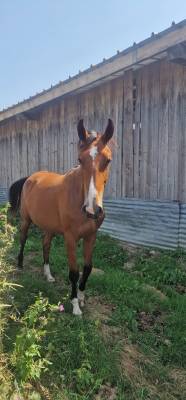 Cavalla sella francese in vendita 2023 baio