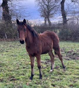 Poulain sf 1 an catchar mail 