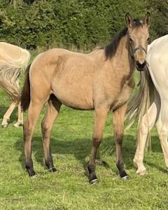 Filly selle français for sale 2025 buckskin