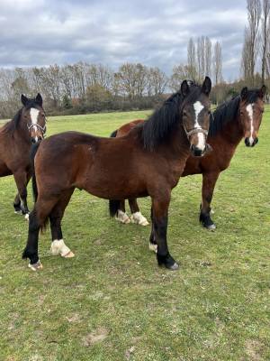 Dekhengst Franse rijpony PFS Te koop 2024 Bruin / Bai ,  MOVIE STAR TILIA