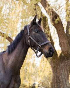 Castrone purosangue in vendita 2022 baio