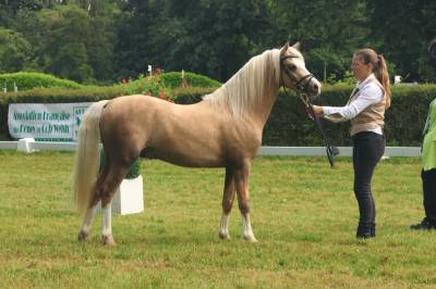 Dekhengst Welsh Pony (Section B) Te koop 2021 Palomino , Llanarth Sundance
