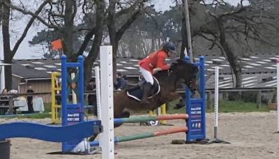 Mare Welsh Pony (Section B) For sale 2018 Bay