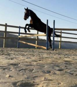 Intero kwpn cavallo da sport neerlandese in vendita 2024 baio scuro ,  nevada j.s du bosquet