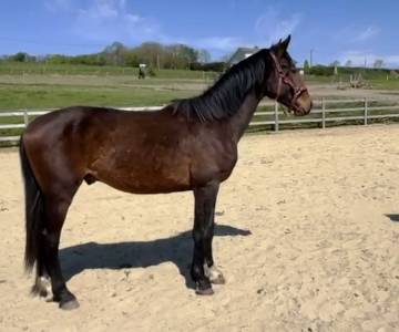 Kwpn-2024-lanto hbc-olympia-kingston blue hors-totilas