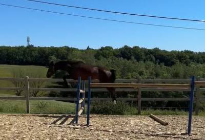 Entire kwpn dutch warmblood for sale 2024 dark bay