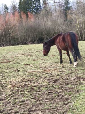 Jument a confiée pour compagnie