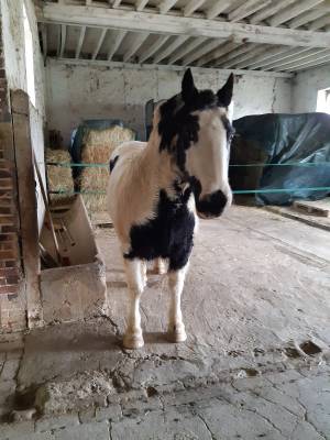 Gelding Other Pony Breed For sale 2003 Coloured