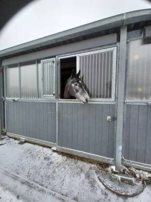 Jument z - camille c - 2020