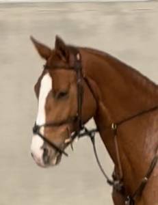 Très belle jument de 5 ans 