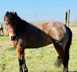 Merrie Ras onbekend Te koop 2012 Donker bruin / bai